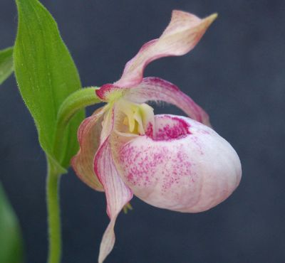 Cypripedium 'Gisela rosa'.jpg