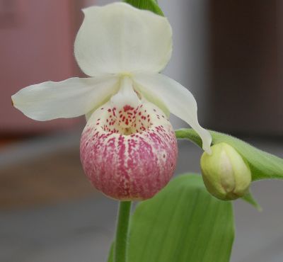 Cypripedium 'Ulla Silkens'.jpg