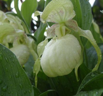 Cypr. ventricosum Pastell.jpg