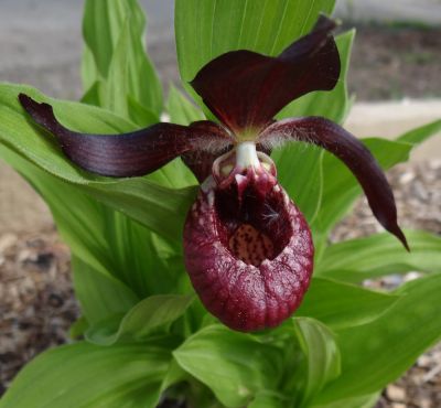 Cypripedium 'Pixi'.jpg