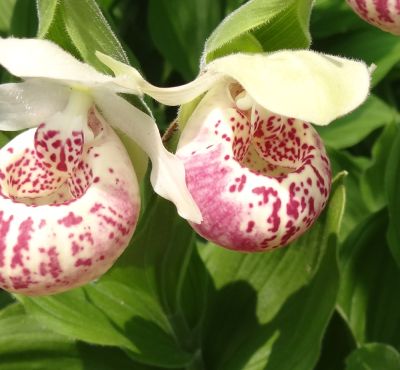 Cypripedium reg. 'Ulla Silkens'.jpg