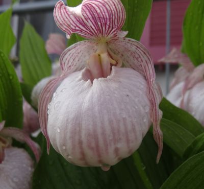 Cypripedium 'Sabine'.jpg