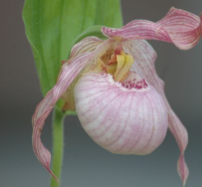 Cypr. 'Aki rosa'.jpg