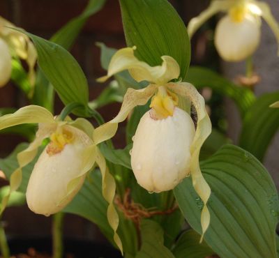 Cypripedium 'Aki pastell'.jpg