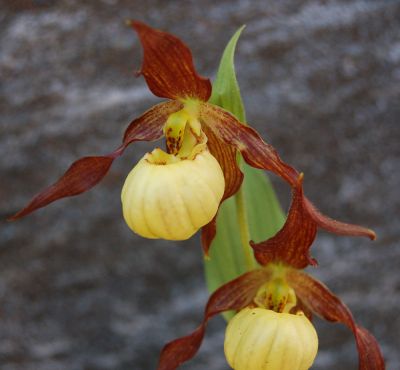 Cypripedium 'Hank Small'.jpg