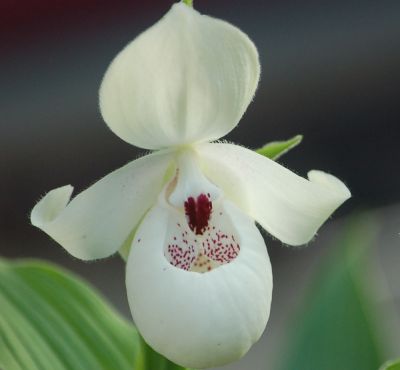Cypripedium 'Ulla Silkens Reinweiss'.jpg
