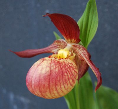 Cypripedium 'Aki'.jpg