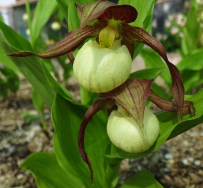 Cypripedium 'Kathleen Green'.jpg